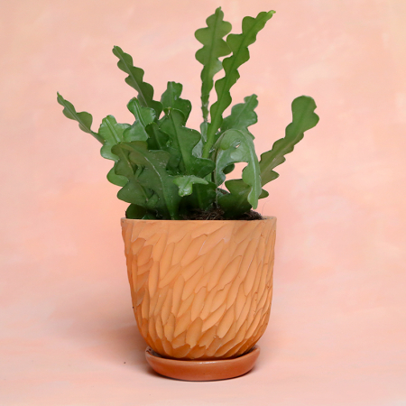 Terracotta pot "Flakes" + assorted plate