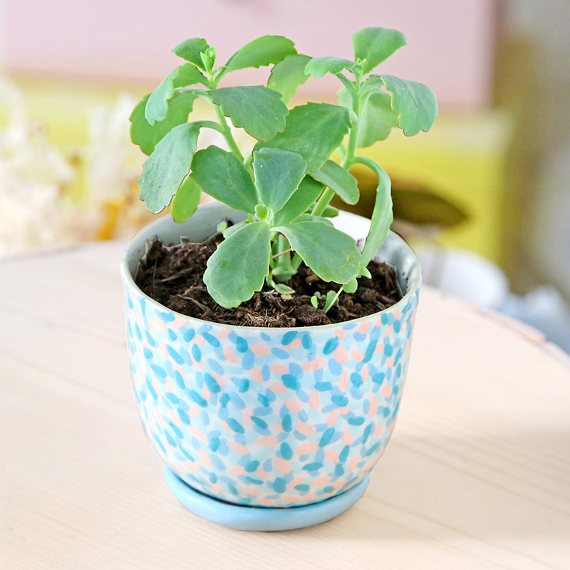 "Rainforest" pot + matching plate