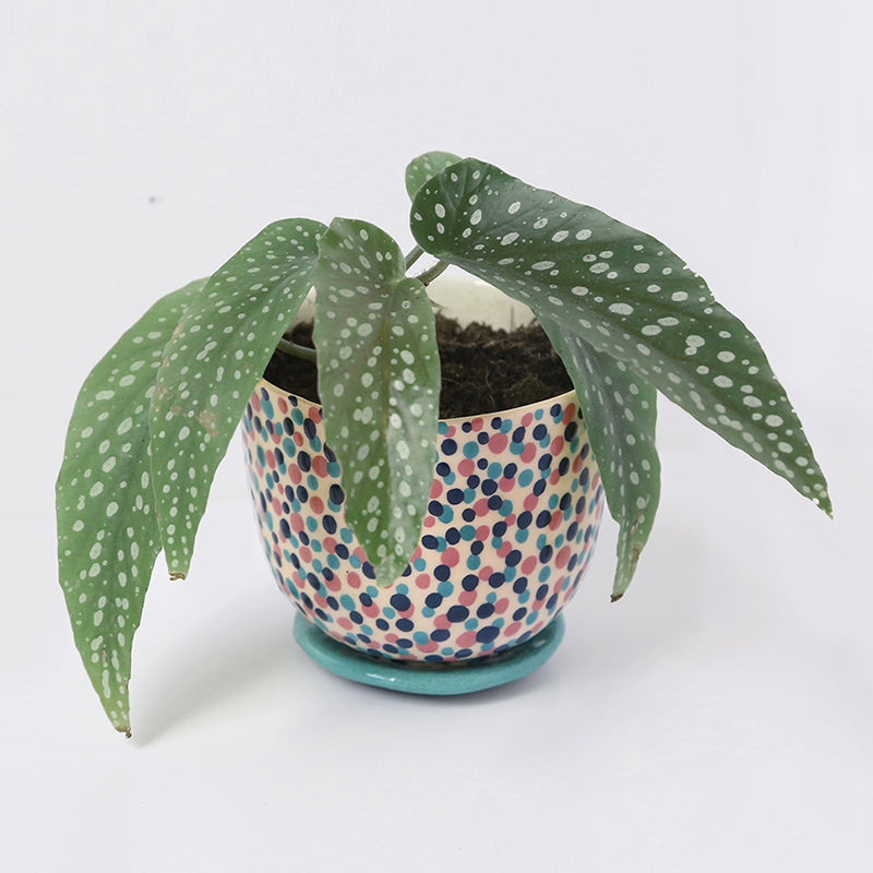 "Carnival" pot + matching plate