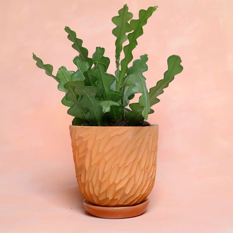 Terracotta pot "Scales" + matching plate