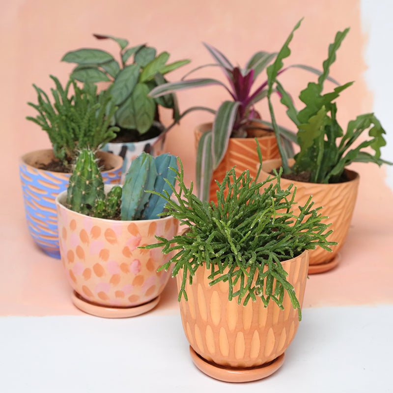 Terracotta pot "Scales" + matching plate