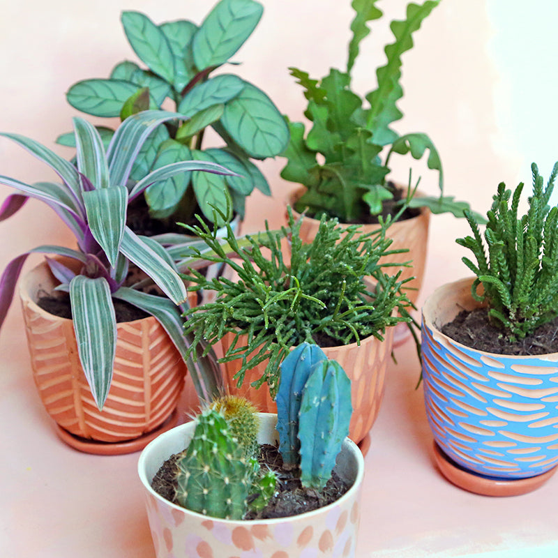 Terracotta pot "Scales" + matching plate