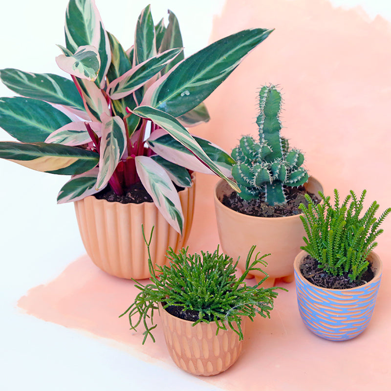 Large terracotta pot "Tuli" + matching plate